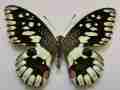 Papilio demoleus (philippines, aberration) (Internet Image property of respective owner, non-commercial use only)
